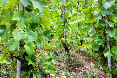 Yaz sonu hasadından önce olgunlaşan üzümlü üzümler.