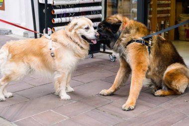 Two dogs greet each other by sniffing during their walk in a street, tied to the leash by their keeper.
