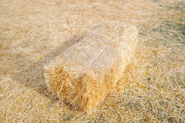 被遗弃的稻草作为农村牛的饲料 — 图库照片