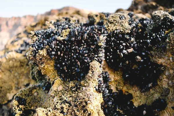 Μικρά Μύδια Βράχους Στην Ακτογραμμή Κλειστά Χαμηλή Παλίρροια — Φωτογραφία Αρχείου