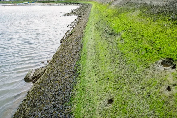 Layers Algae Different Species Adhered Edges Cement Maritime Channel — Fotografia de Stock