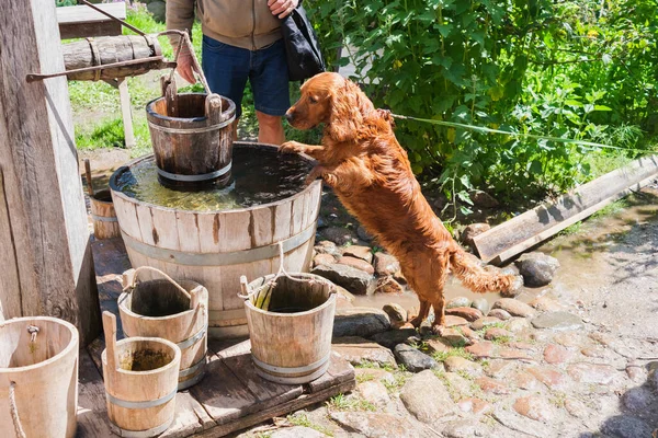A dog drinks water and refreshes itself from a wooden bucket of water from a well.