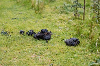 Çimlerin üzerindeki inek gübresi..