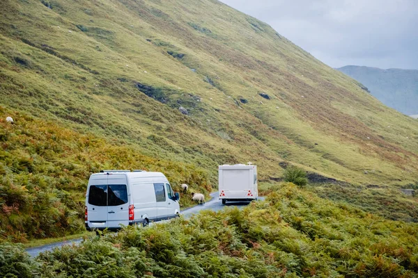 Bir karavan, siyah yüzlü dağ koyunları arasında İrlanda yollarında ihtiyatlı bir şekilde sürüyor.