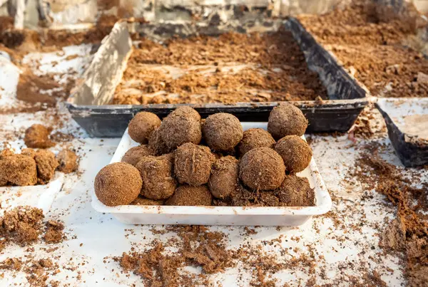 Wet Clay Seed Bombs System Repopulate Areas Vegetation Stock Image
