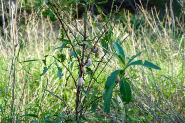 Küçük salyangozlar bir meyve ağacının yapraklarını yerler..