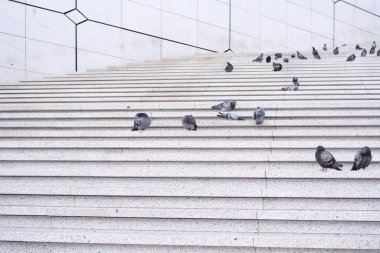 Güvercinler büyük bir şehirde modern, minimalist bir binanın merdivenlerinde beslenirler..