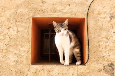 Meraklı bir kedi bir delikte oturuyor, entrikayla dışarı bakıyor..