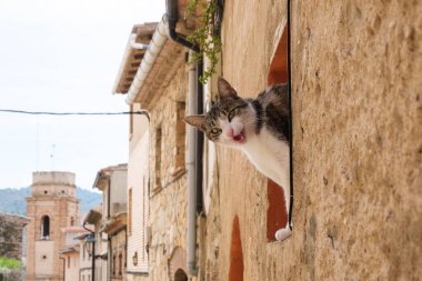 Meaditera kırsalındaki bir evin penceresinden bakan meraklı bir kedi..