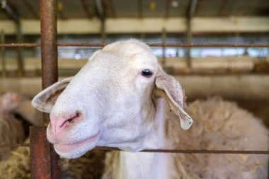 Çiftlikteki bir ağılda tek bir koyunun yakın görüntüsü. Koyun dikiliyor ve kameraya bakıyor, ahşap çitlerle çevrili..