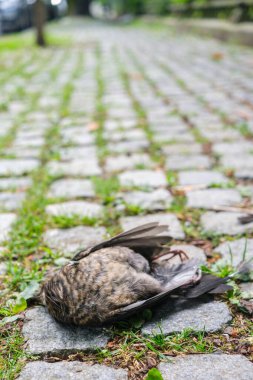 Yazın, şehir kuşları ölüyor ve sıcaktan yere düşüyorlar..