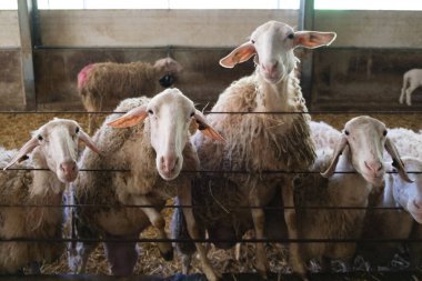 A group of sheep are confined in a pen, standing closely next to each other as they graze on hay. The animals are docile and appear well-cared for in this indoor environment. clipart