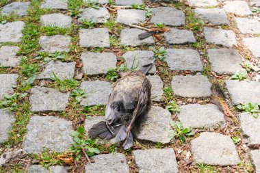 Yazın, şehir kuşları ölüyor ve sıcaktan yere düşüyorlar..