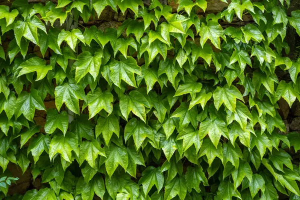 Canlı yeşil sarmaşık yaprakları eski bir taş duvarı kaplıyor. Huzur ve yaşam yayıyor. Yaprakların karmaşık desenleri ve renkleri rahatlatıcı, doğal bir atmosfer yaratıyor. Rahatlama ve meditasyon için mükemmel..