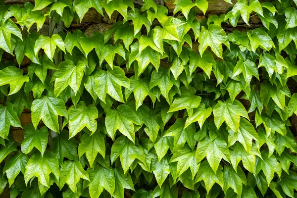 Canlı yeşil sarmaşık yaprakları yıpranmış taş bir duvarda doğal bir zemin oluşturur, sakinliği arttırır ve kentsel bir ortamda uyum hissi yaratır..