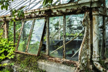 Yıpranmış ve yaşlanmış sera yapısı canlı yeşil yaprakların arasında gururla duruyor. Doğanın esnekliği ve güzelliği için bir huzur ve nostalji hissi uyandırıyor..