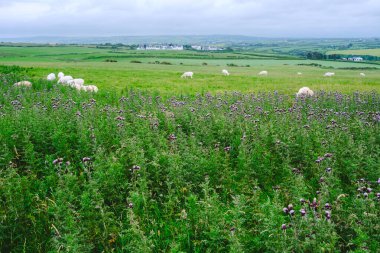Sakin bir İrlanda manzarasında canlı kır çiçekleriyle dolu yeşil bir çayırda huzur içinde otlayan koyunlar sergilenir. Yuvarlanan tepeler, yumuşak ve bulutlu gökyüzünün altındaki mesafeye kadar uzanıyor..