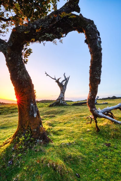 stock image Majectic Trees During Sunset in the Fanal Forest, Madeira, Portugal  