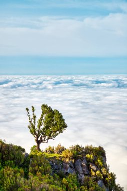 Fanal Ormanı 'nda Günbatımında Görkemli Ağaçlar, Madeira, Portekiz 