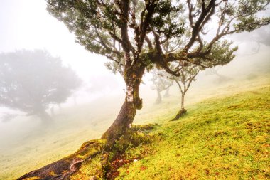 Fanal Ormanı, Madeira, Portekiz 'de Sis Altında Görkemli Ağaçlar 