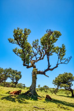 Fanal Ormanı 'nda Günbatımında Görkemli Ağaçlar, Madeira, Portekiz  
