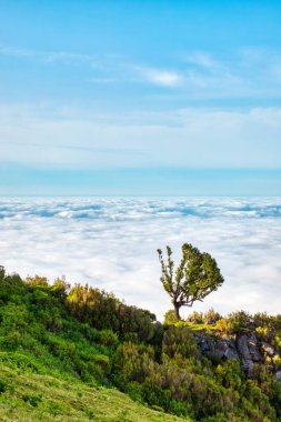 Fanal Ormanı 'nda Günbatımında Görkemli Ağaçlar, Madeira, Portekiz  