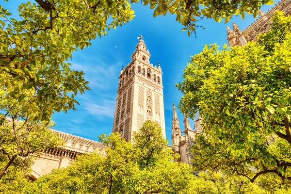 Seville Katedrali ve Giralda Kulesi Sevilla, İspanya 'da Güzel Güneşli Gün sırasında 