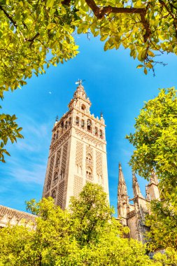 Seville Katedrali ve Giralda Kulesi Sevilla, İspanya 'da Güzel Güneşli Gün sırasında