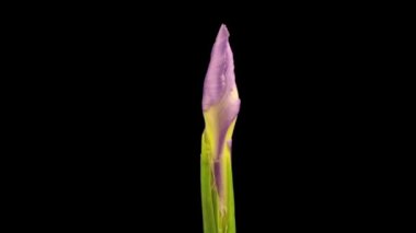 Time lapse of growing and opening blue Iris flower isolated on black background