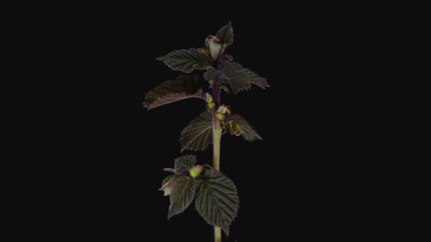 Time Lapse Growing Hazelnut Tree Corylus Sprouts Isolated Black Background — Vídeo de stock