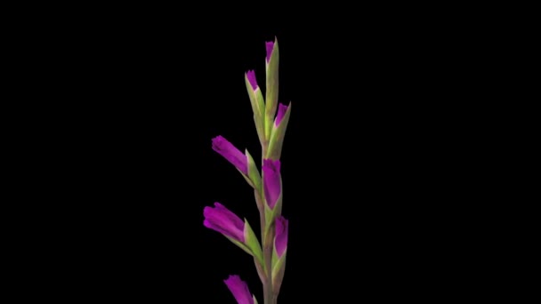 Time Lapse Opening Pink Gladiolus Flower Isolated Black Background — Stock Video