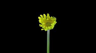 Time lapse of opening yellow Gerbera flower in RGB + ALPHA matte format isolated on black background