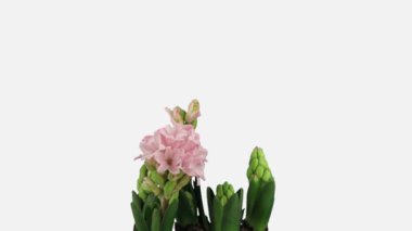 Time lapse of growing pink hyacinth flower isolated on white background