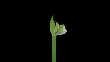 Time lapse of opening white Alfresco amaryllis Christmas flower in RGB + ALPHA matte format isolated on black background