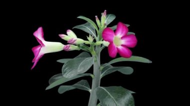 Adenyum çiçeğinin (ya da Çöl Gülü, Impala Zambağı, Sabi Yıldızı, Japon Frangipani) açılışı siyah arka planda izole edilmiştir.