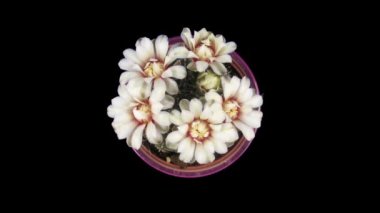 Time lapse of blooming white Cactus flowers in RGB + ALPHA matte format isolated on black background, top view