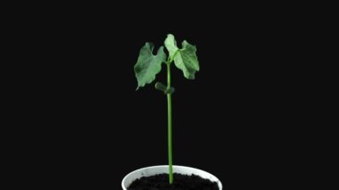 Siyah arka planda 7a2 izole edilmiş fasulye yetiştirmede fototropism etkisi. Bitki yapraklarının ışık kaynağına doğru hareketini gösterir