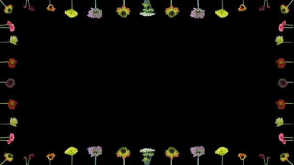 Gerbera Çiçeklerini Büyütme Açma Çerçevesi Rgb Alpha Matte Biçiminde 1A3 — Stok video
