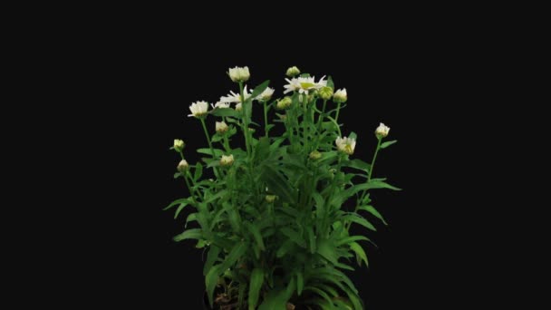 Tijdsverloop Van Het Kweken Openen Van Witte Gele Daisy Bloemen — Stockvideo