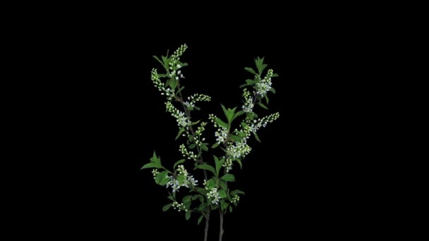 Rgb Alphaで開花する白鳥桜の枝の時間経過黒の背景に隔離されたマット形式 — ストック動画