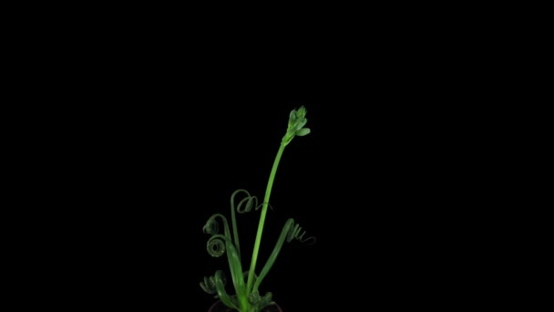 在黑色背景下分离的阿尔布卡植物生长的时间间隔 其他阿尔布卡名称 Albuca Spiralis Frizzle Sizzle Cape Star Slime Lily — 图库视频影像