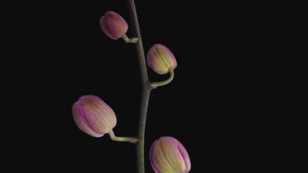 Siyah Arkaplanda Izole Edilmiş Yumuşak Pembe Falaenopsis Orkidesinin Açılması Zaman — Stok video
