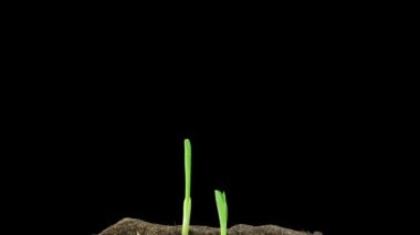 Büyüyen mısır bitkisinin zaman aşımı 2d2 siyah arkaplanda izole