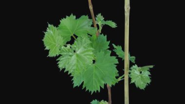 Büyüyen asma dalının zaman aşımı: 7c2 Siyah arkaplan üzerinde izole