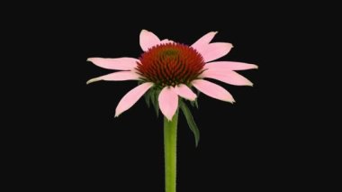 Echinacea çiçeğinin RGB + ALPHA matte biçiminde açılışı siyah arkaplanda izole edildi