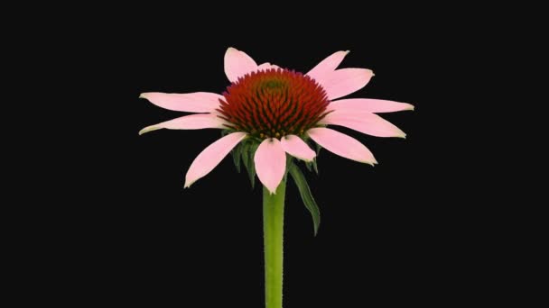 Time Lapse Opening Echinacea Flower 1A3 Rgb Alpha Matte Format — Stock Video