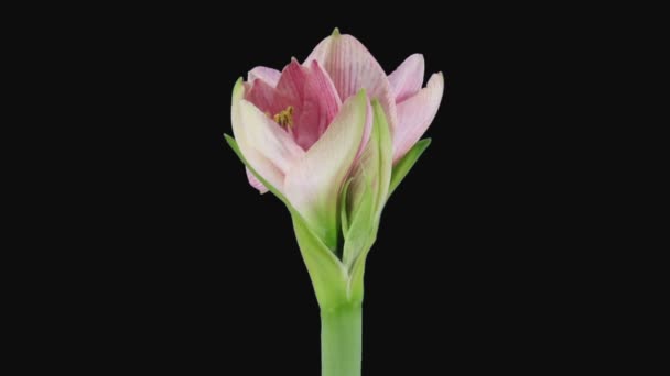 Rgb Alpha Matte 포맷의 아름다운 Bride Amaryllis Flower 2B3 Rgb — 비디오