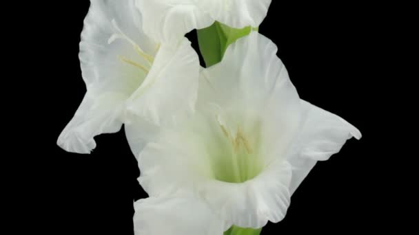 Time Lapse Opening White Gladiolus Flower 8C3 Rgb Alpha Matte — Vídeo de Stock