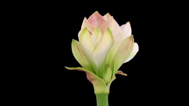 Время Истечения Открытия Белый Amaryllis Apple Blossom Рождественский Цветок 4X2 — стоковое видео