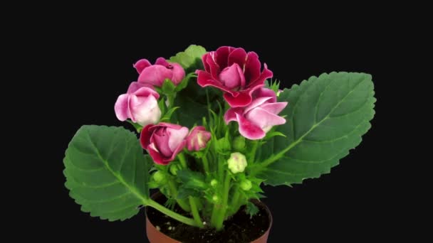 Lapso Tempo Flor Vermelho Gloxinia Flor 4E3 Rgb Alpha Formato — Vídeo de Stock